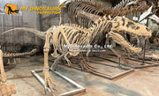 T-Rex Juvenile - Museum Quality replica doll from Real size fossil replica for collectors, display and premium shelf presentation