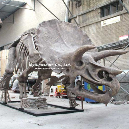 Triceratops - Museum Quality replica doll from Real size fossil replica for collectors, display and premium shelf presentation