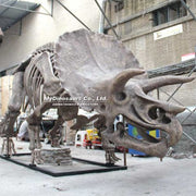 Triceratops - Museum Quality replica doll from Real size fossil replica for collectors, display and premium shelf presentation