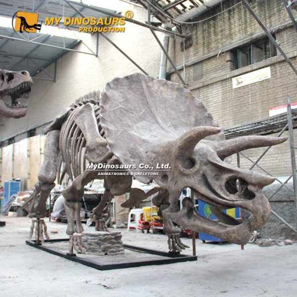 Triceratops Baby - Museum Quality replica doll from Real size fossil replica for collectors, display and premium shelf presentation