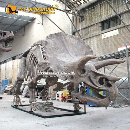 Triceratops - Museum Quality replica doll from Real size fossil replica for collectors, display and premium shelf presentation
