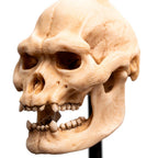Weta Workshop Lord of the Rings - Skull of Lurtz Minuature – view 10