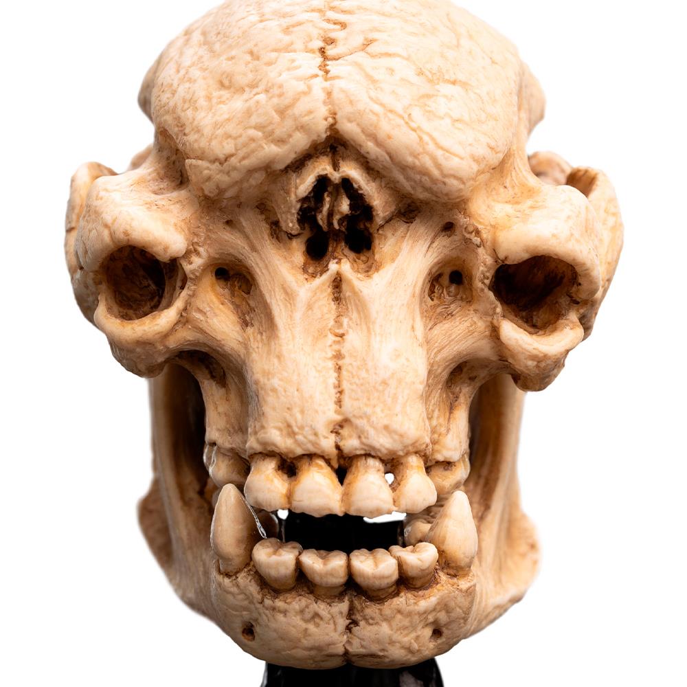 Weta Workshop Lord of the Rings - Skull of a Cave Troll Minuature – view 9
