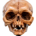 Weta Workshop LORD OF THE RINGS - Skull of Gollum Minuature Statue – view 10