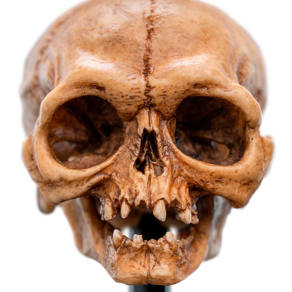 Weta Workshop LORD OF THE RINGS - Skull of Gollum Minuature Statue – view 10