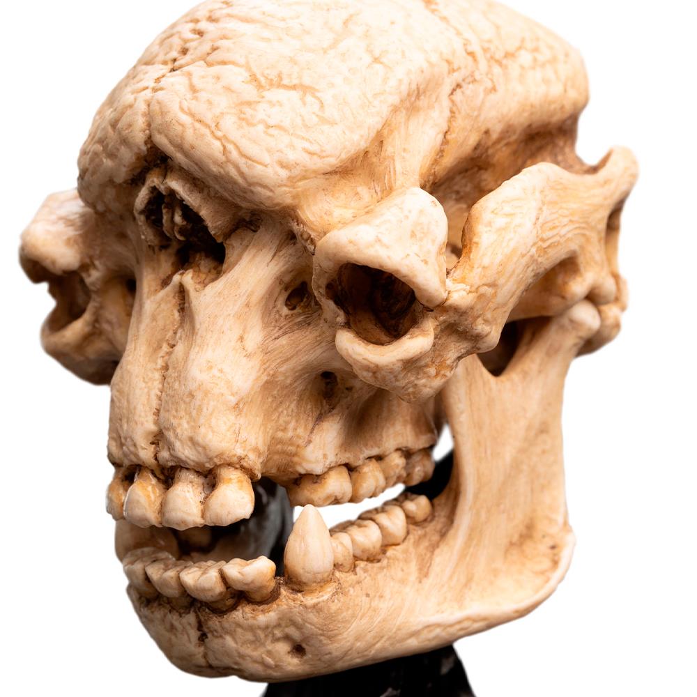 Weta Workshop Lord of the Rings - Skull of a Cave Troll Minuature – view 10