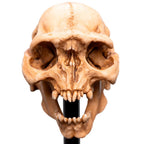 Weta Workshop Lord of the Rings - Skull of a Moria Orc Minuature – view 9