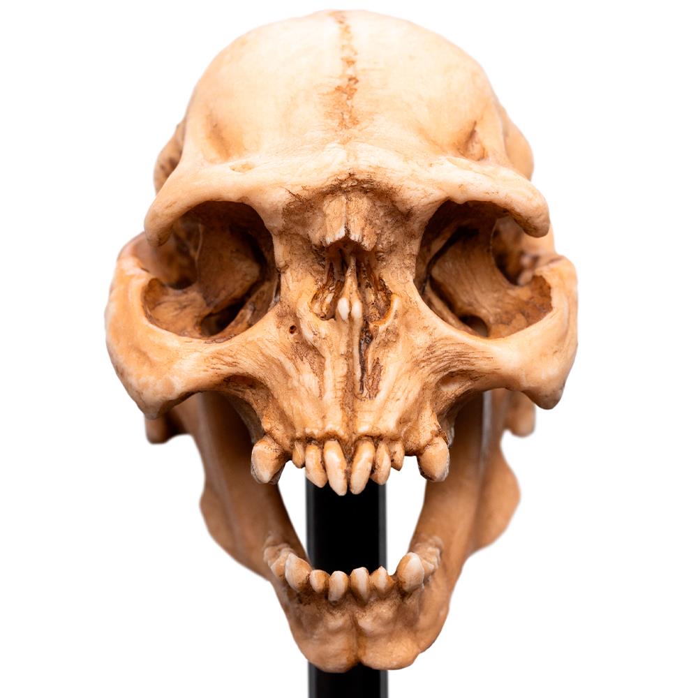 Weta Workshop Lord of the Rings - Skull of a Moria Orc Minuature – view 9