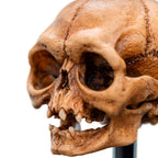 Weta Workshop LORD OF THE RINGS - Skull of Gollum Minuature Statue – view 9