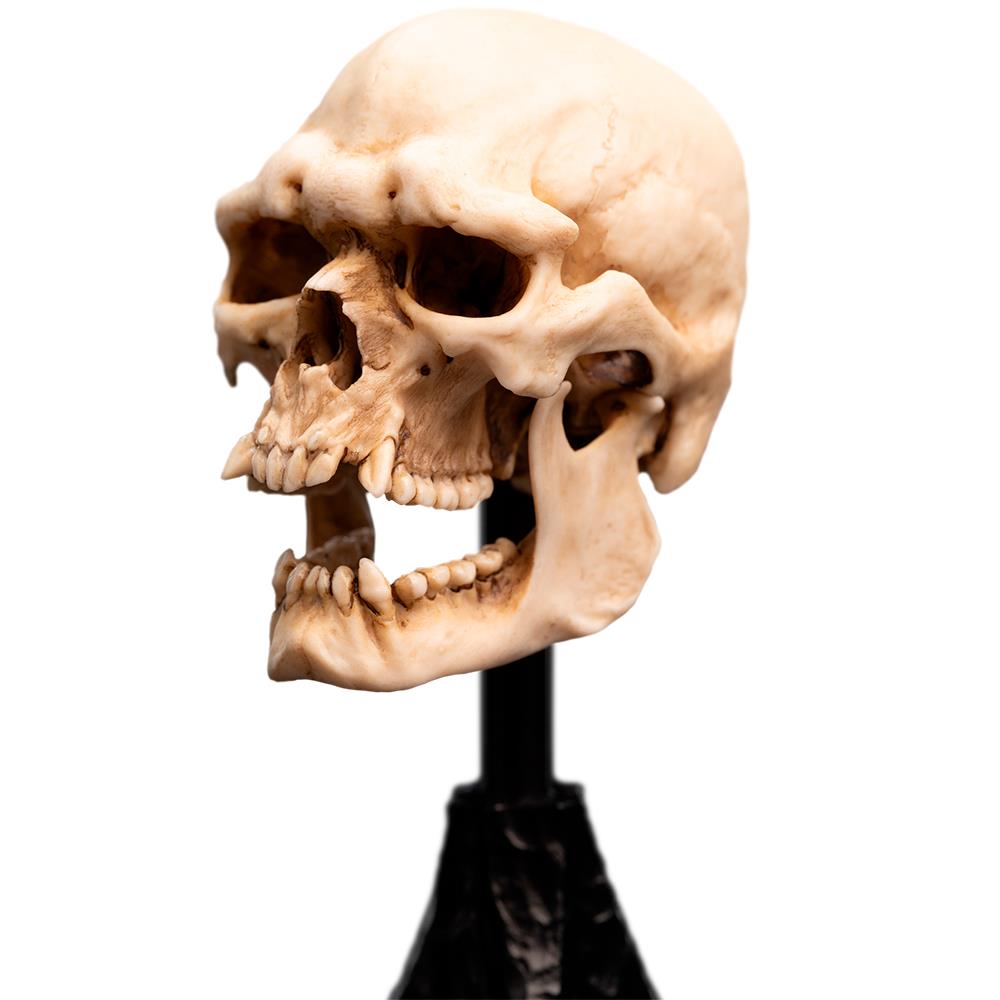Weta Workshop The Lord of the Rings - Miniature Skull of a Mordor Orc – view 10