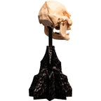 Weta Workshop Lord of the Rings - Skull of Lurtz Minuature – view 4
