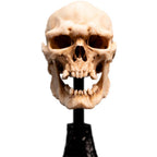 Weta Workshop The Lord of the Rings - Miniature Skull of a Mordor Orc – view 9