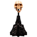 Weta Workshop Lord of the Rings - Skull of a Moria Orc Minuature