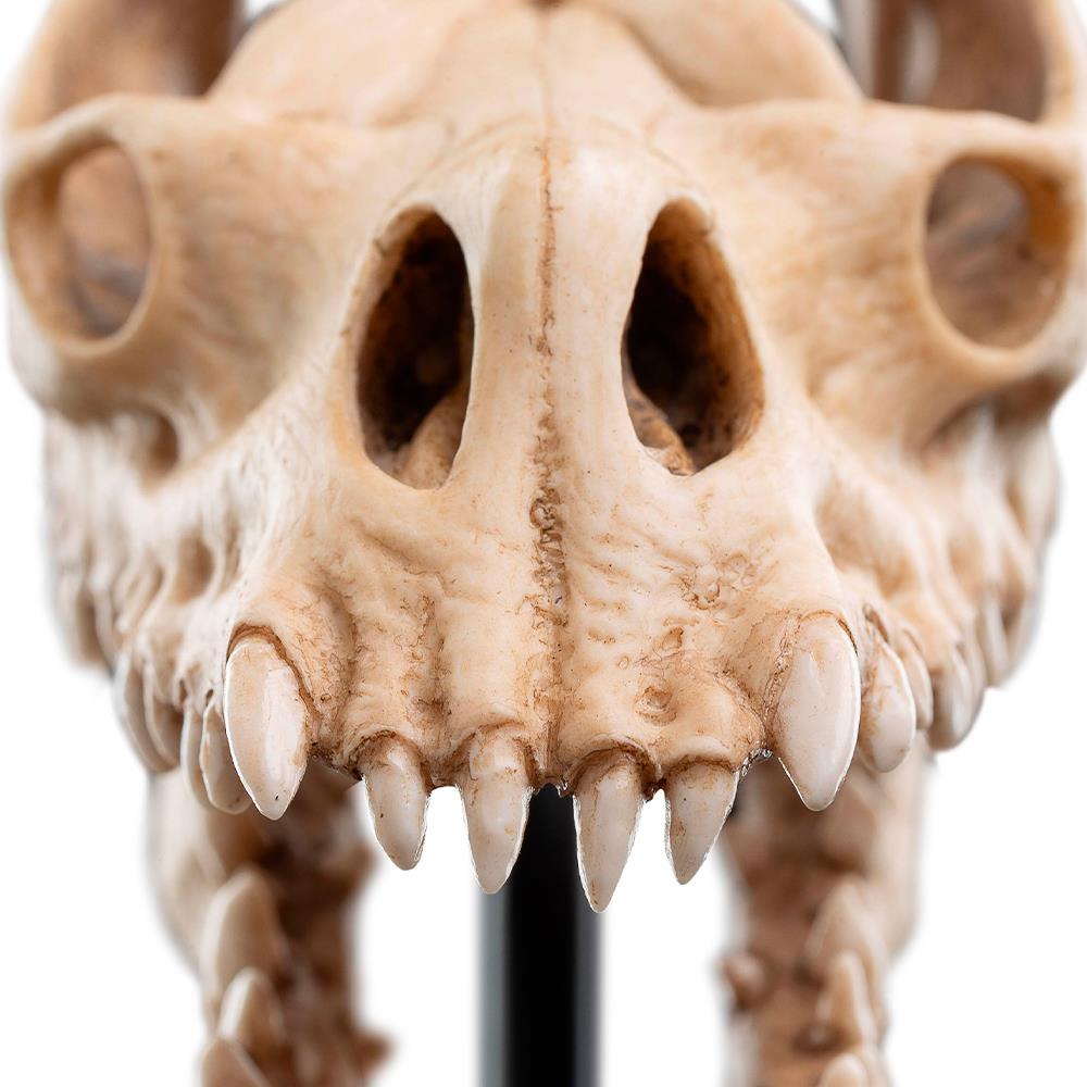 Weta Workshop Lord of the Rings - Skull of a Fell Beast Minuature – view 10