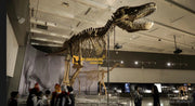 T-Rex Alpha - Museum Quality replica doll from Real size fossil replica for collectors, display and premium shelf presentation