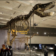 T-Rex Alpha - Museum Quality replica doll from Real size fossil replica for collectors, display and premium shelf presentation