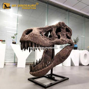 T-Rex Head - Museum Quality replica doll from Real size fossil replica for collectors, display and premium shelf presentation