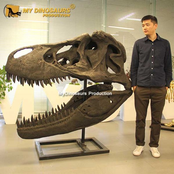T-Rex Head - Museum Quality replica doll from Real size fossil replica for collectors, display and premium shelf presentation