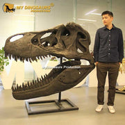 T-Rex Head - Museum Quality replica doll from Real size fossil replica for collectors, display and premium shelf presentation