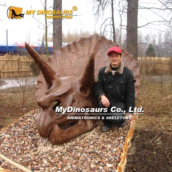 Triceratops Head - Museum Quality replica doll from Real size fossil replica for collectors, display and premium shelf presentation