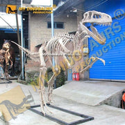 Utahraptor - Museum Quality replica doll from Real size fossil replica for collectors, display and premium shelf presentation