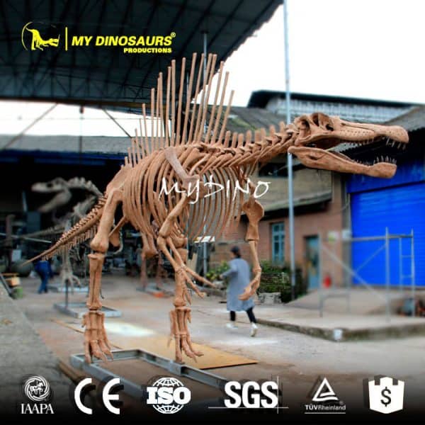 Spinosaurus Adolescent - Museum Quality replica doll from Real size fossil replica for collectors, display and premium shelf presentation