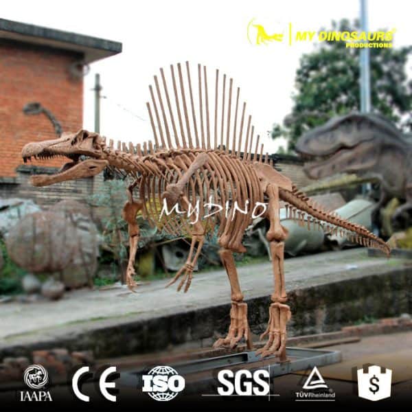 Spinosaurus Adolescent - Museum Quality replica doll from Real size fossil replica for collectors, display and premium shelf presentation