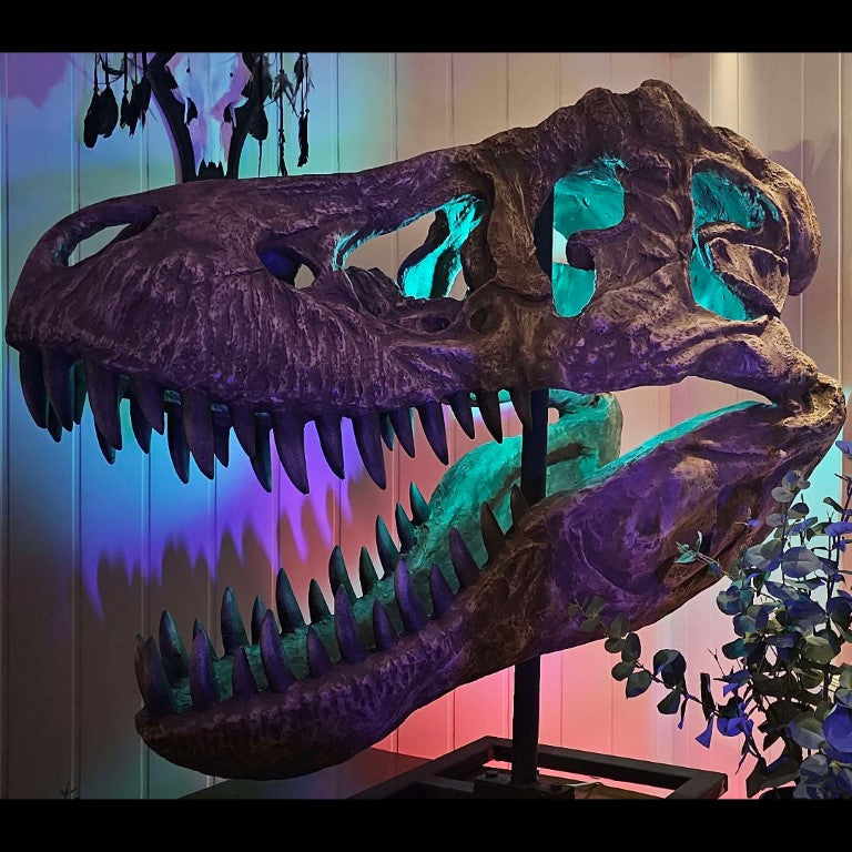 T-Rex Head - Museum Quality IN STOCK replica doll from Real size fossil replica for collectors, display and premium shelf presentation