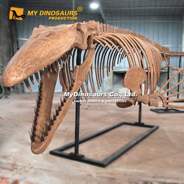 Tylosaurus / Mosasaur - Museum Quality replica doll from Real size fossil replica for collectors, display and premium shelf presentation